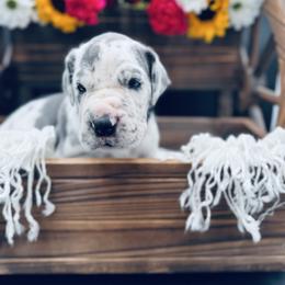 Black Collar, Blue Harlequin - Harlequin male Great Dane puppy in Loma, Colorado from Adobe Creek Danes