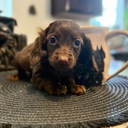 TINY Solid Chocolate Longhair Female - Chocolate female Dachshund puppy in Horizon City, Texas from Micah's Minis