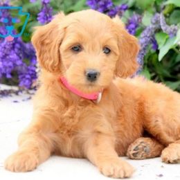 Goldendoodle Puppies from MKC