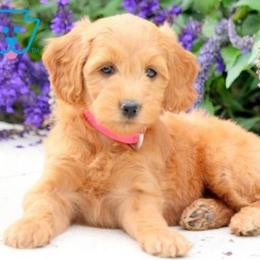 Goldendoodle Puppies from MKC
