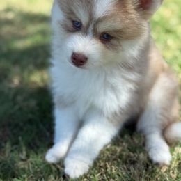 Rusty - Red and white male Pomsky puppy in Casa Grande, Arizona from Arizonas Pomsky Squad