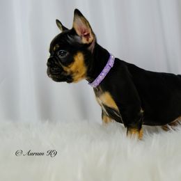 French Bulldog puppies from Aurum K9