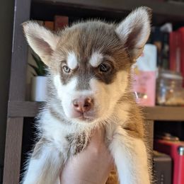 Phantom Menace - Brown and white female Siberian Husky puppy in Madison, Alabama from Rocket City Huskies