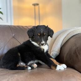 JohnnyCash - Black tri-color male Australian Shepherd puppy in Statesville, North Carolina from Charming Australian Shepherds