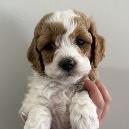 Cavapoo puppies from Ellas.Pups (Cavapoo)