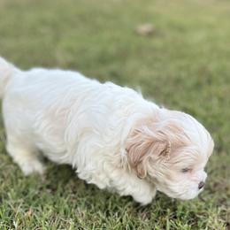 Bichon Frise and Shih Tzu Puppies from Teddy Bears of Arizona