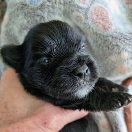 Essex - Parti male Yorkshire Terrier puppy in Gatesville, Texas from KontryKritterz Yorkies