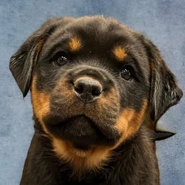Rottweilers from Rottweiler vom Lauffeuer