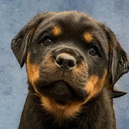 Rottweilers from Rottweiler vom Lauffeuer