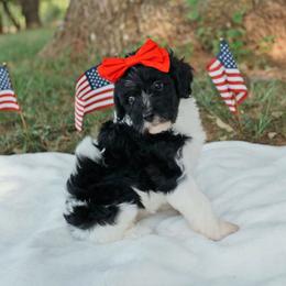 Faery - Black and white female Cavapoo puppy in Blanchard, Oklahoma from Curly Q Cavapoos