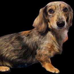Dori - Dachshund