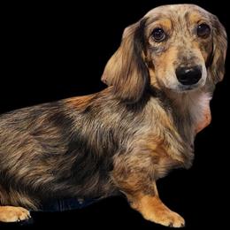 Dori - Dachshund