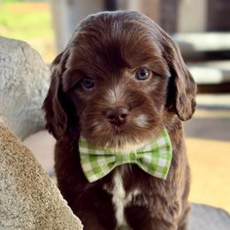 Milk chocolate - Chocolate male Australian Labradoodle puppy in Anderson, California from Shaggy Doodles