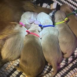 Red - Cream male Dachshund puppy in Hazlehurst, Georgia from DrakeFire Dachshunds
