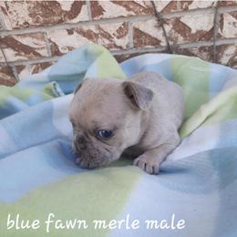 Boy 1 - Blue fawn male French Bulldog puppy in Nixa Or Houston, Missouri from Pistol Creek Puppies