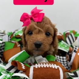 Jersey - Pink Collar - Apricot female Goldendoodle puppy in Cape Coral, Florida from Nay Nays Mini Doodles
