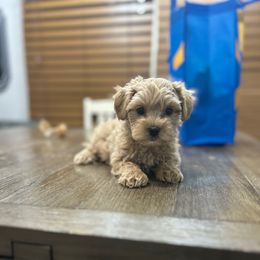 Carmen - Apricot male Yorkipoo puppy in Oakland, Kentucky from Imperial Dogs