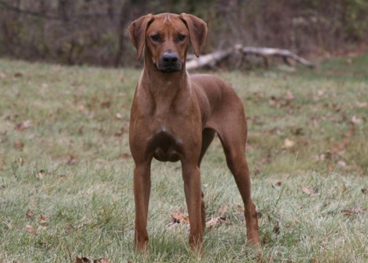 Rhapsody Rhodesian Ridgebacks in Illinois | Rhodesian Ridgeback puppies ...