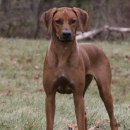 Rhodesian Ridgebacks from Rhapsody Rhodesian Ridgebacks