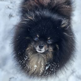 Ozzie - Pomeranian