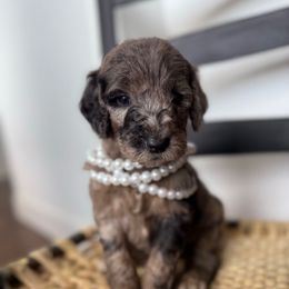 Clary Sage - Merle Goldendoodle puppy in Fayetteville, Arkansas from Silver Hill Farm