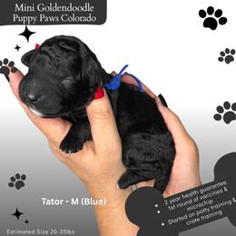 Tator - Black male Goldendoodle puppy in Fort Lupton, Colorado from Puppy Paws Colorado