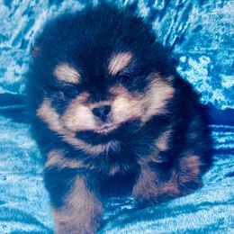 Black and tan - Black and tan female Pomeranian puppy in Fayetteville, North Carolina from Tar-heel Poms