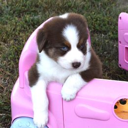 Bravo - Red tri-color male Australian Shepherd puppy in Falcon, Missouri from www.maubachranch.com