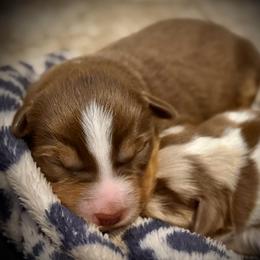 Susie - Red tri female Miniature Australian Shepherd puppy in North Lakeport, California from Wild Rose Ranch