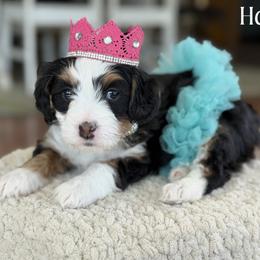 Halo - Tri-color female Bernedoodle puppy in Henry, Illinois from Rowe Farms Doodles