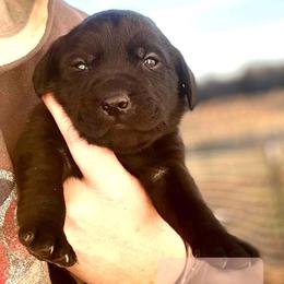 Tex - Black female Labrador Retriever puppy in Baldwin City, Kansas from Hedge Lane Labradors