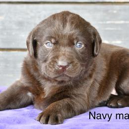 Navy  male - Chocolate male Labrador Retriever puppy in Mississippi from Sure Shot English Labs
