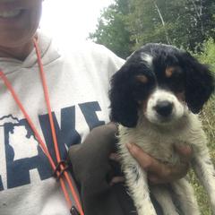 French Brittany Puppies from Breezy Point Brittanys-French and American