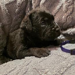 Purple Collar Girl - Black female Cane Corso puppy in Pylesville, Maryland from Safe Haven Cane Corso