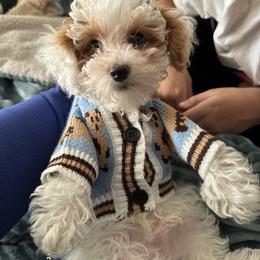 Assorted Doodle Crosses, Bernedoodle, Goldendoodle, and Labradoodle All Grown Up from Erica’s Doodles