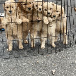 Goldendoodle and Poodle Puppies from King’s  Castle of Doodles