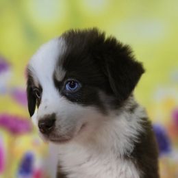 Girl 2 - Red tri-color female Australian Shepherd puppy in Lakeland, Florida from Diamond P Australian Shepherds