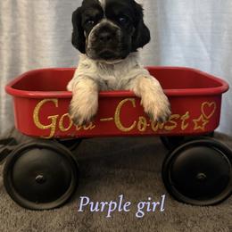 Girl 1 , purple collar - Blue roan female Cocker Spaniel puppy in Boca Raton, Florida from Gold-Coast Cockers
