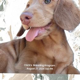Dachshund Puppies from CLARK'S BREEDING PROGRAM