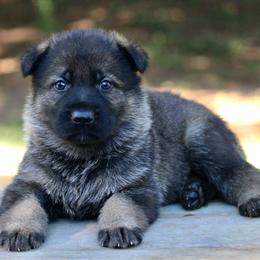 Male-1 - Sable male German Shepherd puppy in Cumming, Georgia from Cainedelup