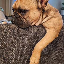 Baxter - Fawn male French Bulldog puppy in Athens, Tennessee from Excuse My Frenchies TN