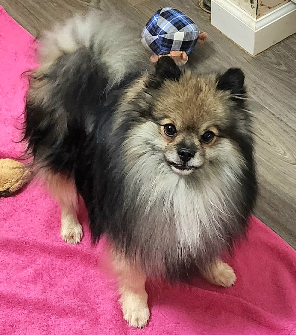 Pomeranian puppies from MK Exquisite Poms