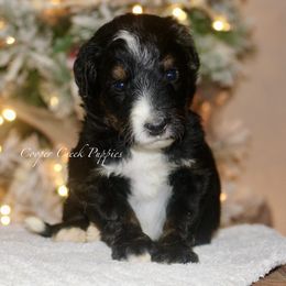 Ozzy - Tri-color male Bernedoodle puppy in Lowry City, Missouri from Cooper Creek Puppies