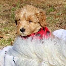 Australian Labradoodle Puppies from Dawson Creek Australian Labradoodles
