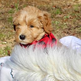 Australian Labradoodle Puppies from Dawson Creek Australian Labradoodles