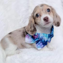 Lane Ready Today perfect vet health checkup - Dapple male Dachshund puppy in Richmond, Virginia from Irresistible Dachshunds & Cavaliers