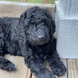 Reesie - Black Labradoodle puppy in Raleigh, North Carolina from Denalibear Doodles