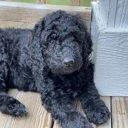 Reesie - Black Labradoodle puppy in Raleigh, North Carolina from Denalibear Doodles