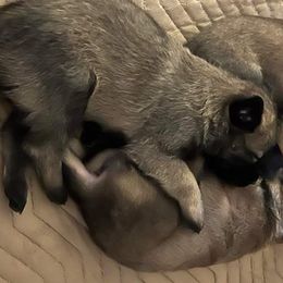 Belgian Malinois from Stellar Malinois