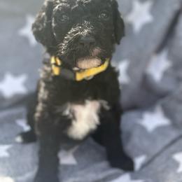 Faith - Black female Poodle puppy in Dayton, Washington from Country Sundance Poodles
